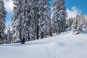 Boy hiking through deep snow in Sierras after a snowstorm with clear blue skys and snow on trees