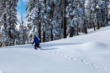 Boy hiking through deep snow in Sierras after a snowstorm with clear blue skys and snow on trees
