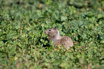 Ground squirrel in green field