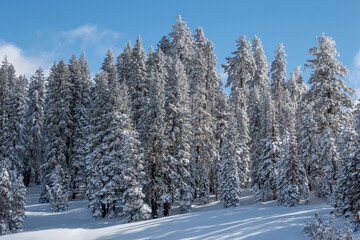 Snow on trees after a snowstorm with cloudy blue skys.