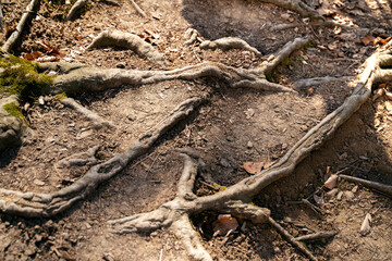 Roots off old big tree in the ground, texture 