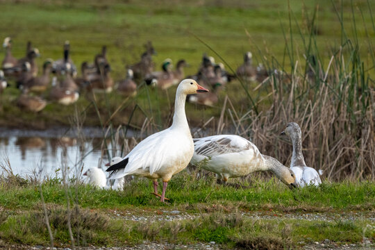 Snow geese at a lake during winter migrations