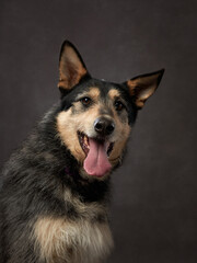 portrait of a beautiful dog on a brown canvas. Mix of breeds. Pet in the studio, artistic photo on the background
