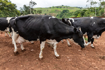 Cows confined in a dairy farm