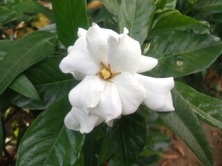 The beautiful Gardenia flower in the garden, it very good smells. Thailand flower.