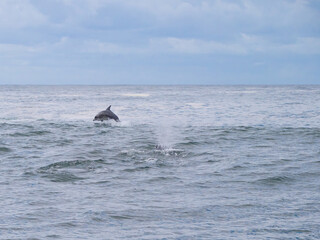 Fototapeta premium Jumping