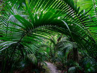 Fototapeta na wymiar 石垣島のジャングル