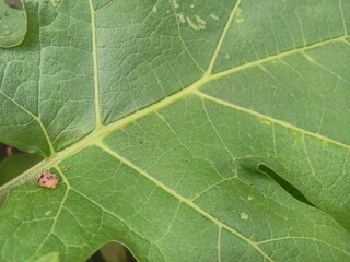 leaf with dew drops