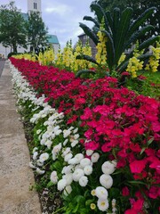 flowers in the garden