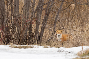 Red fox in early spring