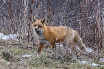 Red fox in early spring