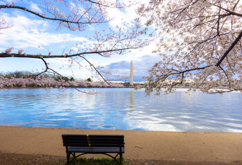 Washington Monument at Tidal Basin with Cherry blossom flowers in foreground, Washington DC, United States