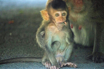 可愛いサル