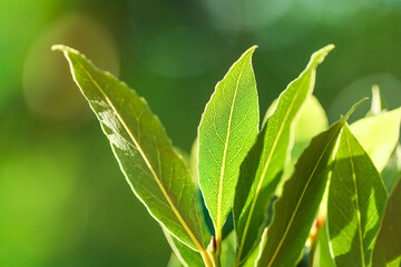 Bay leaf. Green laurel leaves in the rays of the sun.Laurel leaf.Condiments and spices. 