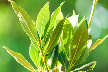 laurel leaves on a green blurred background in the rays of the sun.Laurel leaf.Bay leaf. 