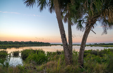 Sable Palmettos and tidal salt marsh at dusk, Merrit Island National Wildlife Refuge, FL