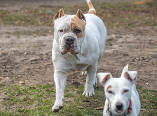 American Pit Bull Terrier female dog