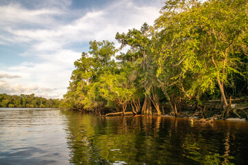Natural vegetation along Suwanee River waterway shoreline near Rock Bluff, FL