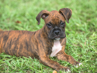 9 week old brindle Boxer dog puppy lying on grass lawn