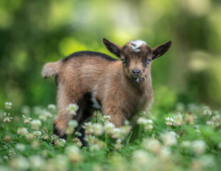 Nigerian Dwarf Dairy Goat