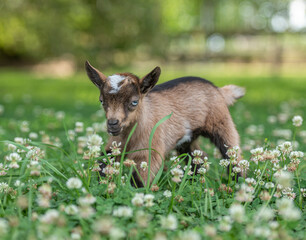 Six week old Nigerian Dwarf Dairy Goat  kid in wildflowers