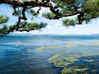 Beautiful pine branch at the shores of Lake Biwa in Otsu, Shiga prefecture, Japan