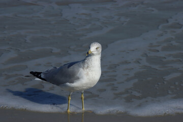 Curious Gull