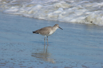 Foamy Ocean near Sandpiper
