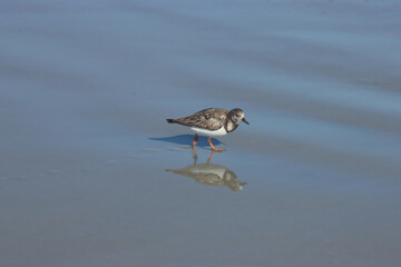 Sandpiper Reflection