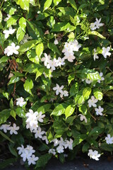 wall of white frangipani flowers