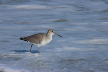 Searching Sandpiper