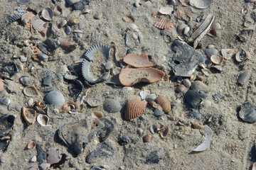 Seashells