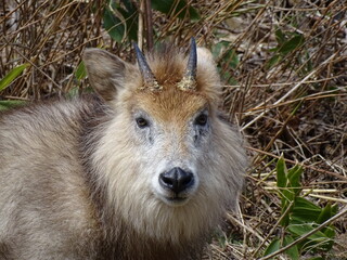 Fototapeta premium 二ホンカモシカ