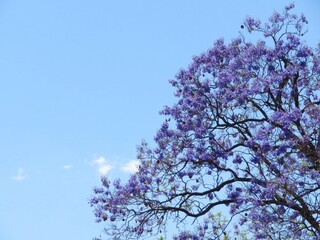 jacaranda tree blossom