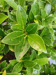green leaves with water drops
