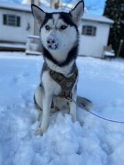 siberian husky dog