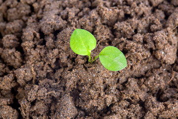 Bloom sprout from the soil isolated on white background, conservation concept