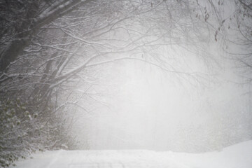 Snow storm in park, blizzard