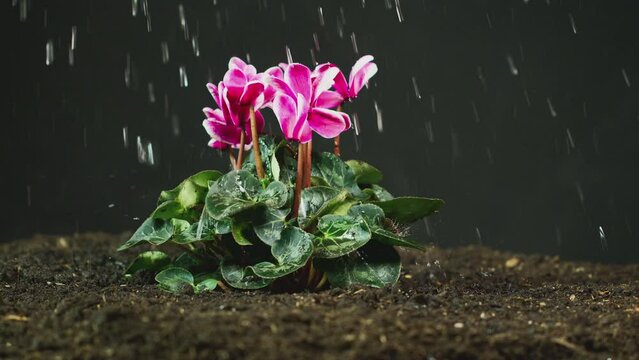 Side view of pink Cyclamen Persicum plant in soil being watered or in rain - shot in slow motion