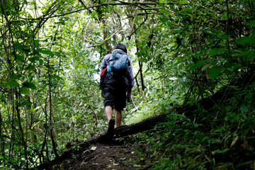 Fototapeta premium rear view of man walking on forest with backpacks