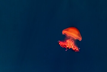 Beautiful, red jellyfish swim alone close-up. Oceanarium, aquarium