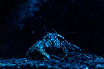 small brown crayfish in aquarium