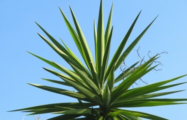 Yucca plant on blue sky background in Florida nature, closeup