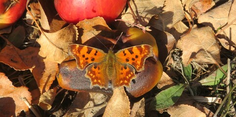 Polygonia butterfly on apple in fruit garden, closeup