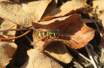 Wasp on yellow leafs in autumn garden, closeup