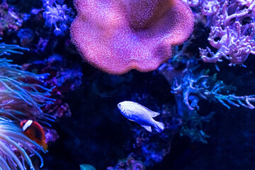 Fototapeta premium Animals of the underwater marine world. Ecosystem. Multicolored tropical fish. Life in a coral reef.