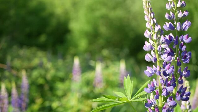 Honey bee pollinating violet lupin wildflowers on meadow. Bumblebee, honeybee or apis flying by purple lupine flowers on lawn, field or glade. Insect and lilac lupinus bloom or blossom on spring lea.