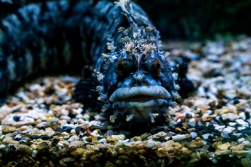 Deep sea monster fish. Sea monster close up