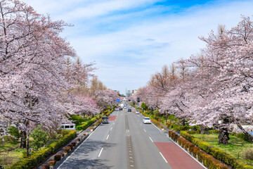 国立市・大学通り・桜