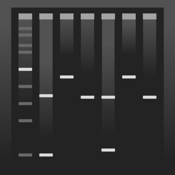 Running a PCR electrophoresis gel